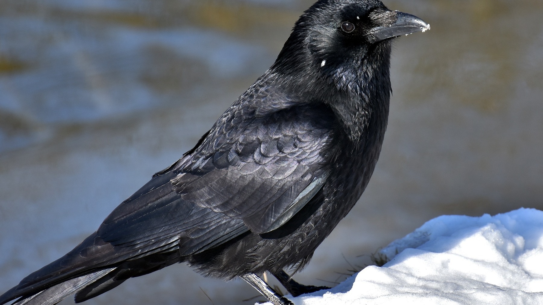 Las curiosidades más sorprendentes de los cuervos