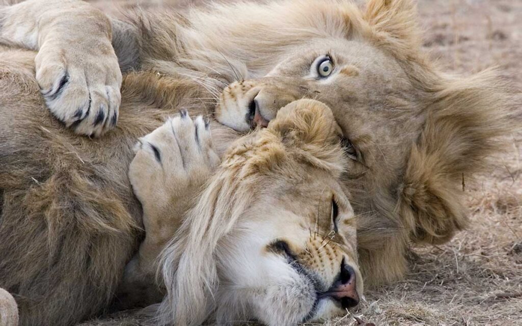 Matan a otros seis leones en Kenia; suman 10 en días recientes