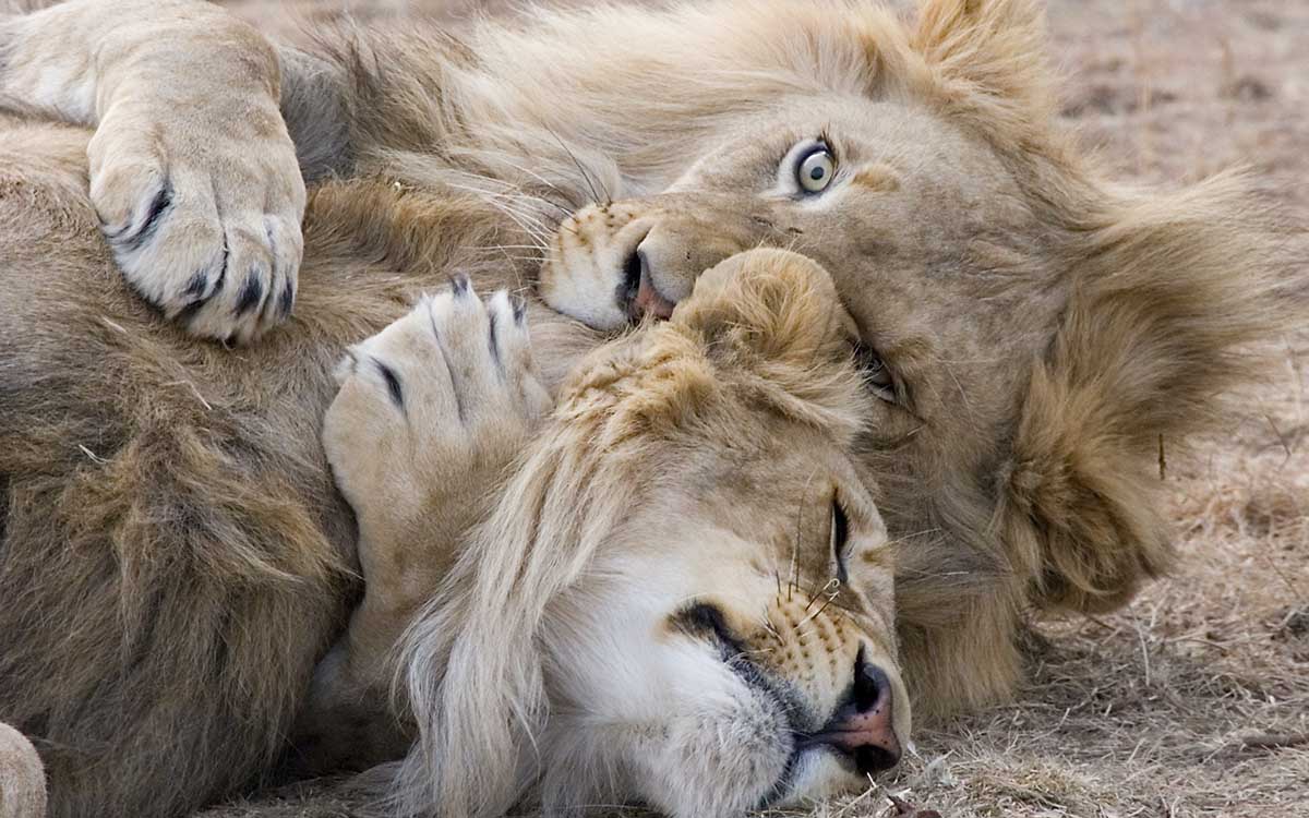 Matan a otros seis leones en Kenia; suman 10 en días recientes