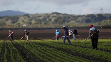 Migrantes mexicanos denuncian red de ‘esclavos modernos’ en Canadá