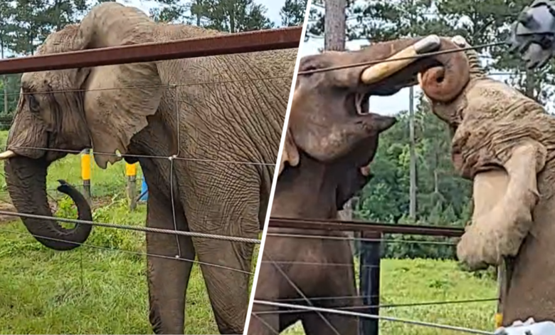 Mundi interactúa con su compañero “Bo” en su nuevo hogar en Georgia