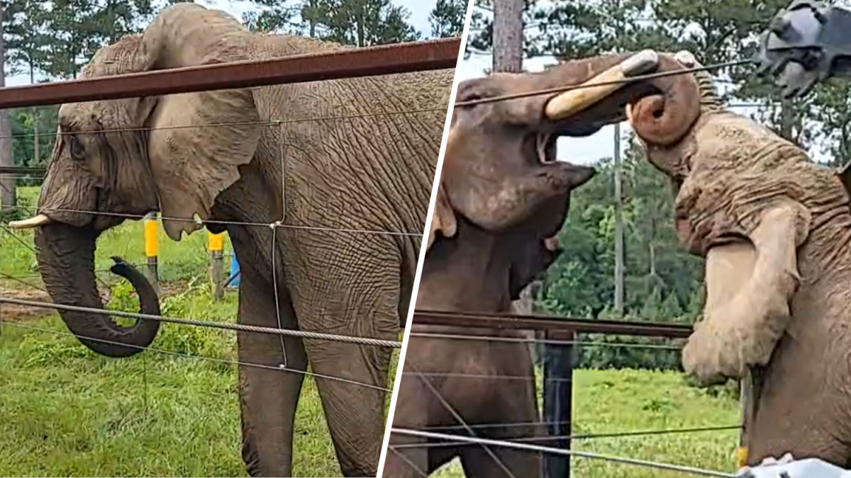 Mundi interactúa con su compañero “Bo” en su nuevo hogar en Georgia