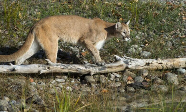 Niña sobrevive al ataque de un puma en Colorado