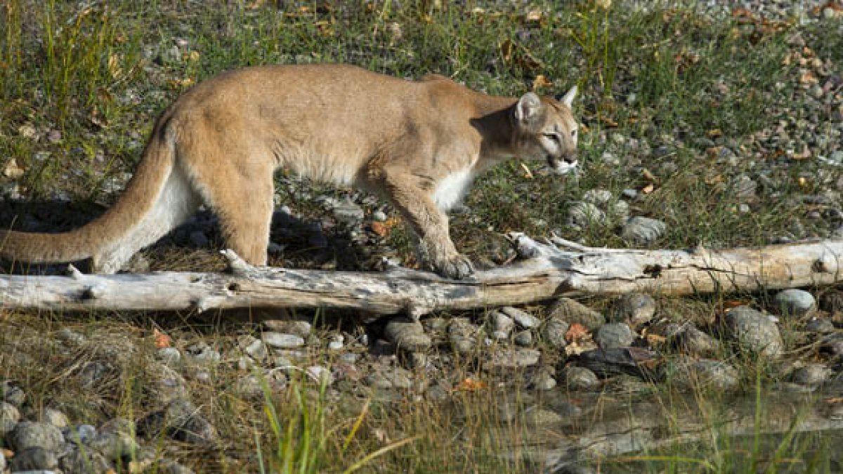 Niña sobrevive al ataque de un puma en Colorado