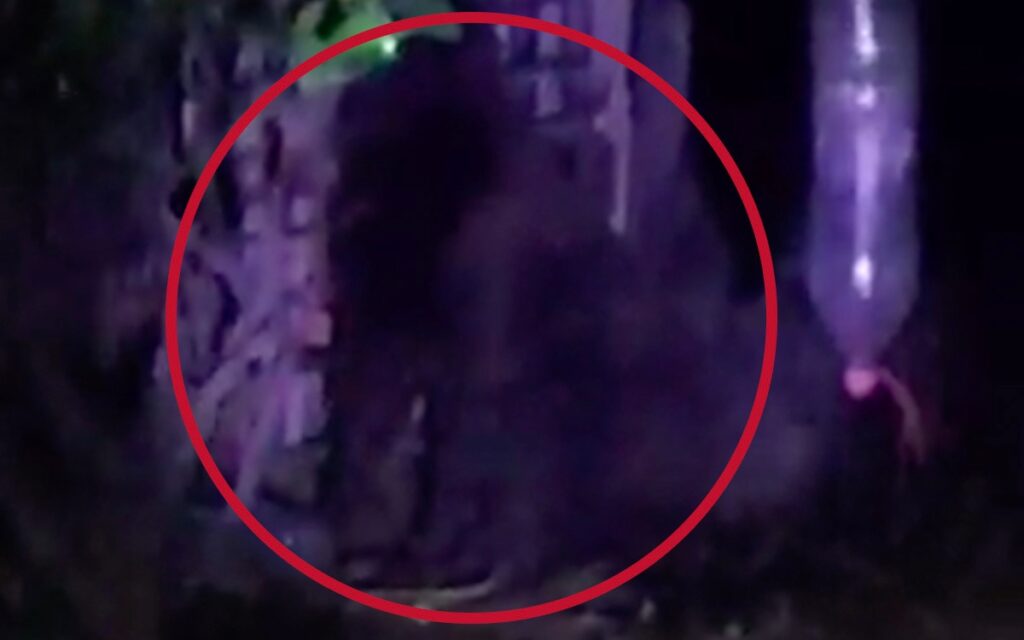 'No hemos localizado al famoso gorila; puede ser fake news': Seguridad Hidalgo