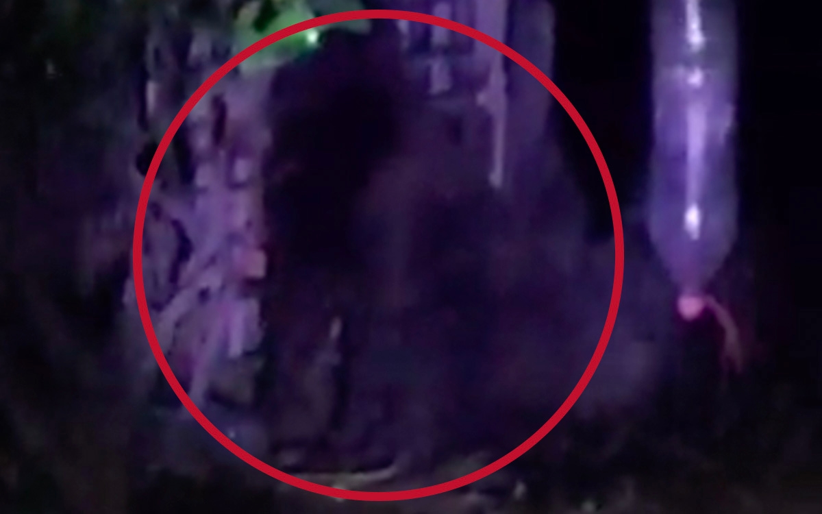 ‘No hemos localizado al famoso gorila; puede ser fake news’: Seguridad Hidalgo