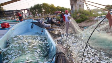 Oceana: Embargo pesquero de EU pone en riesgo a MX