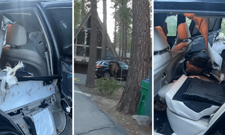 Oso queda atrapado en el interior de un vehículo y desata el caos