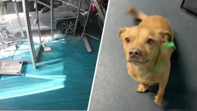Perrita regresa a albergue de Maryland dos días después de choque