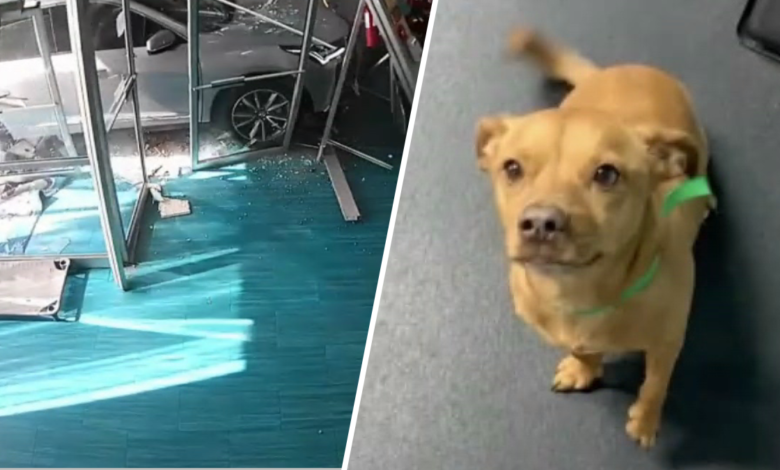Perrita regresa a albergue de Maryland dos días después de choque