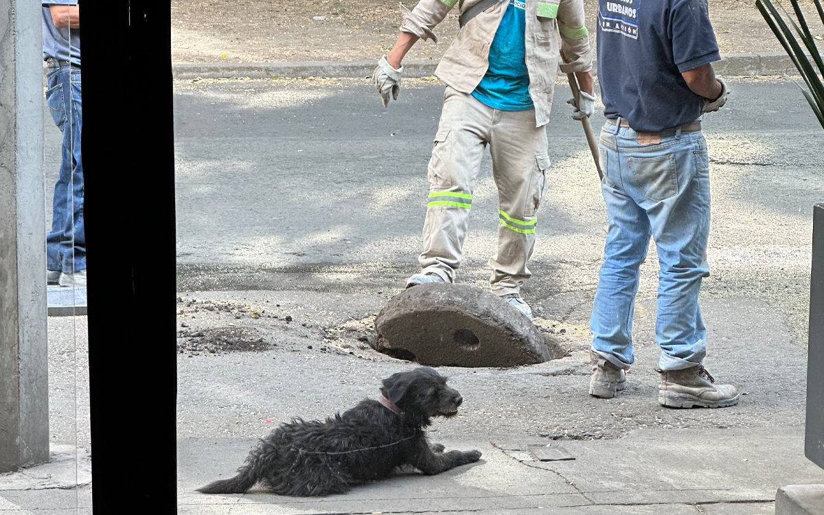 Perrito adoptado en alcaldía ayuda a destapar coladeras todos los días