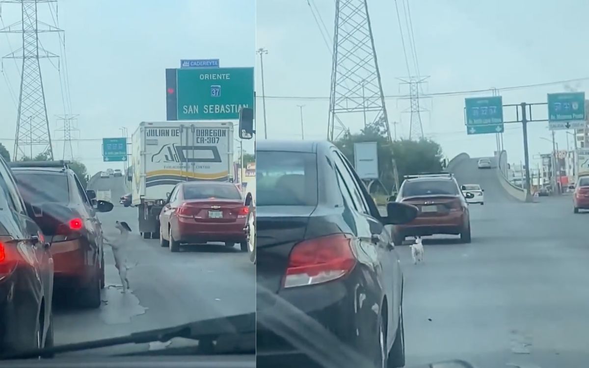 Perrito ruega que no lo abandonen en la calle en NL | Video