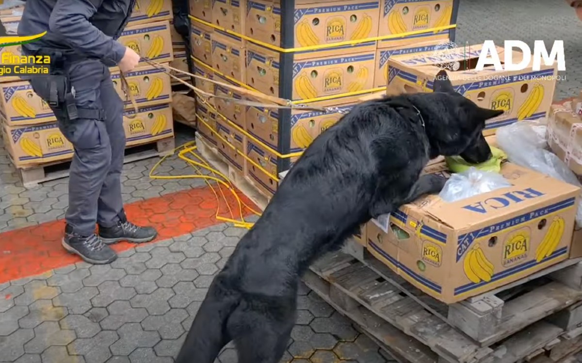 Perro encuentra 2.7 toneladas de cocaína escondidas entre plátanos