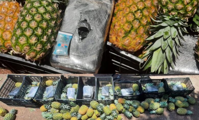 Piñas y cocaína; Guardia Nacional intercepta camión con 310 kilos de la droga