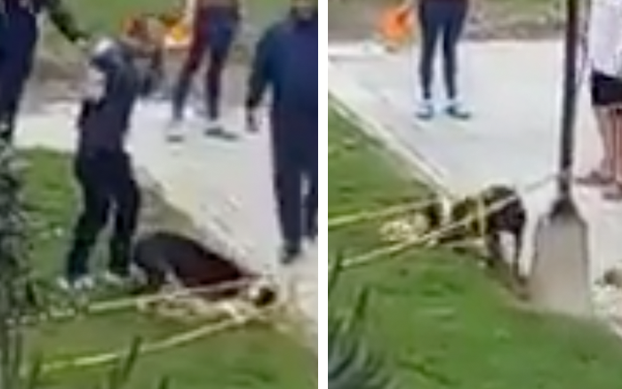Pitbull ataca brutalmente a otro perrito frente a su dueña y nadie hace nada | Video