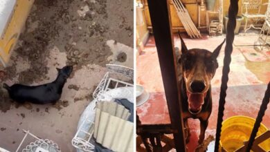 Rescatan a perro que vivía entre excrementos en CDMX