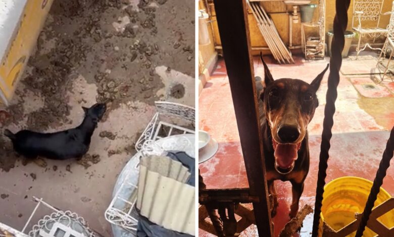Rescatan a perro que vivía entre excrementos en CDMX