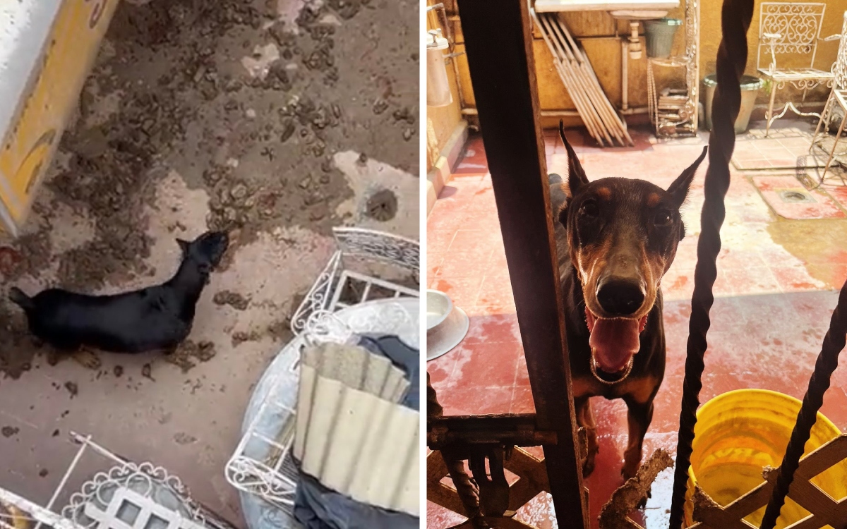 Rescatan a perro que vivía entre excrementos en CDMX