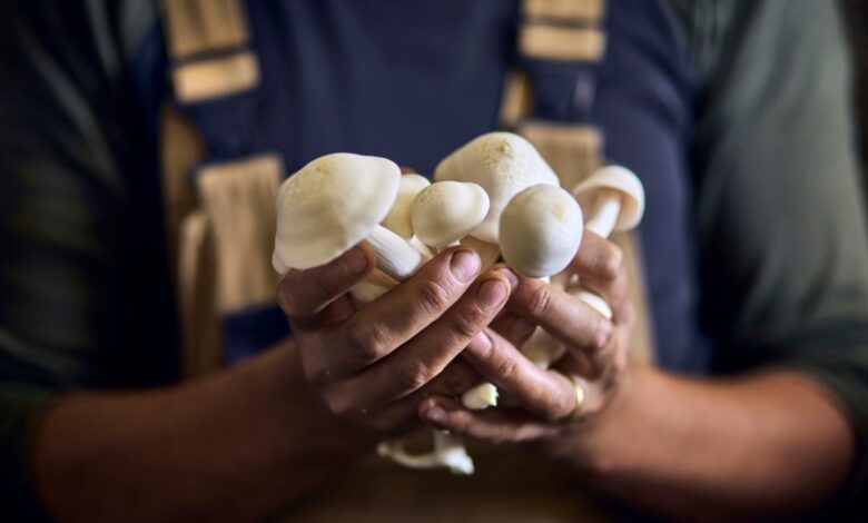 Sostenible hasta en la muerte: inventor holandés cultiva ataúdes de hongos