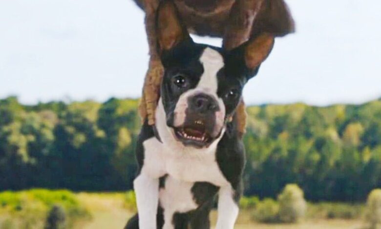 A dog being carried by a large bird in Strays