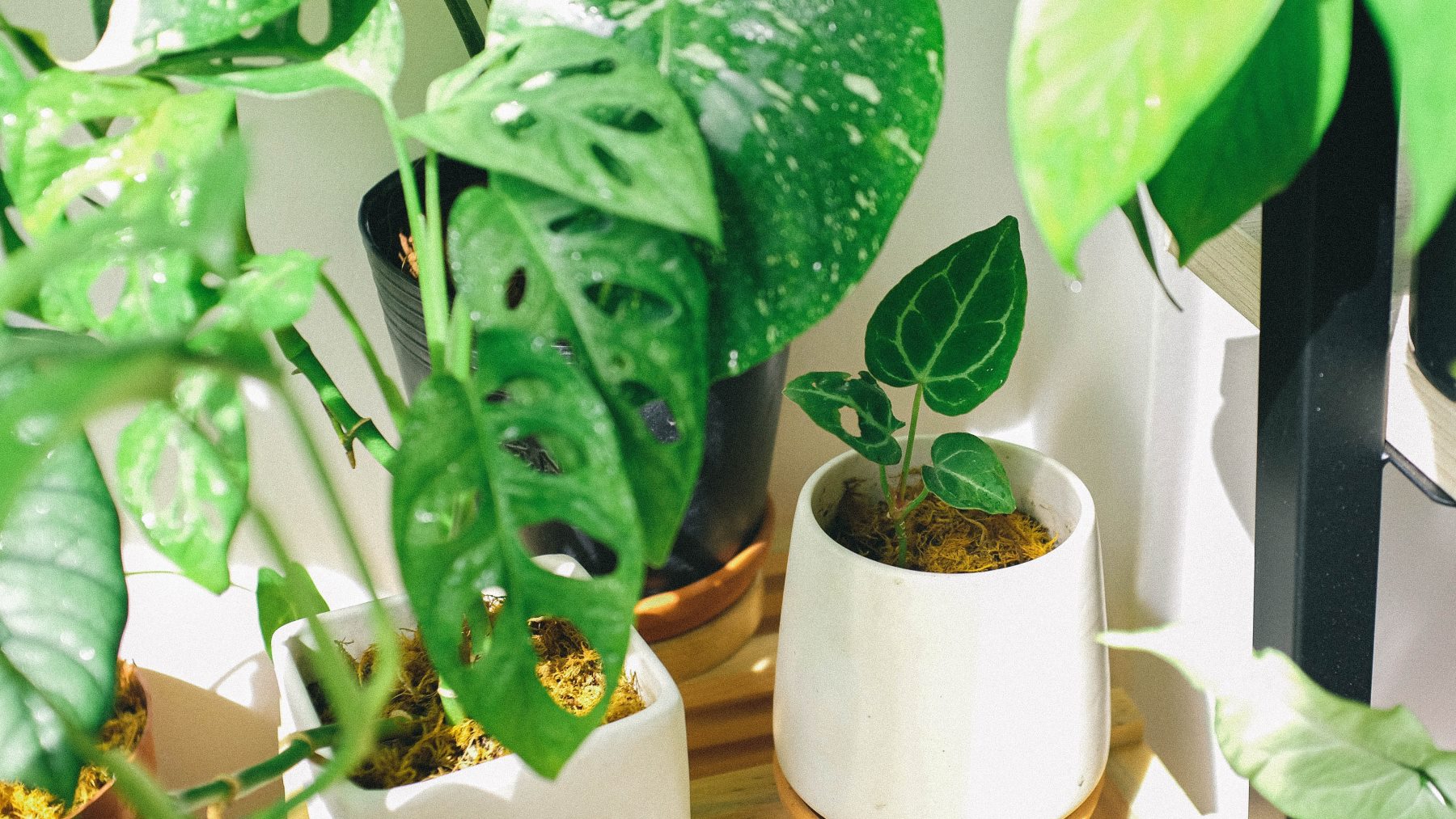 Un trucazo para que las plantas de casa no atraigan a los bichos