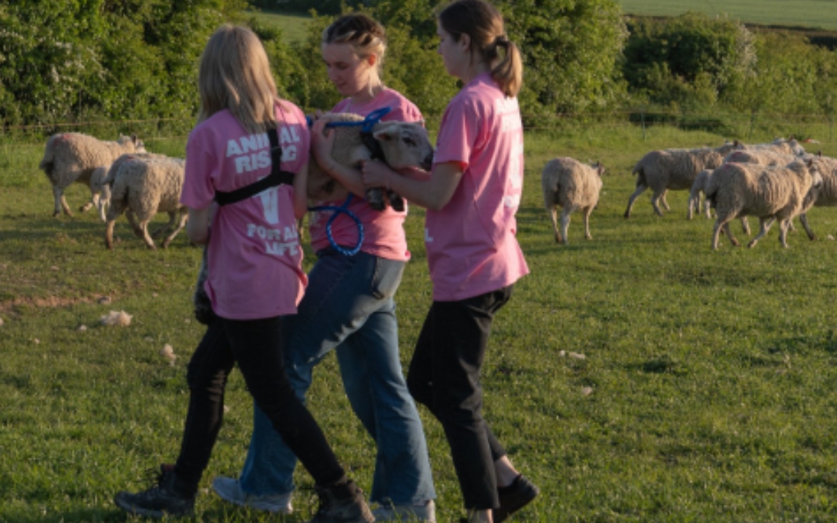 Video | Activistas roban corderos de finca del rey Carlos III