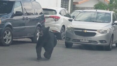 Video | Protección Civil resguarda a oso negro que paseaba en calles de Monterrey
