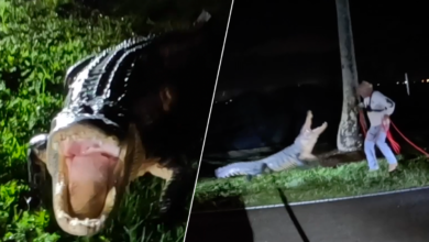 captan en video enfrentamiento de enorme caimán con cazadores