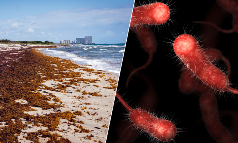 investigadores encuentran “altas cantidades” de bacterias carnívoras