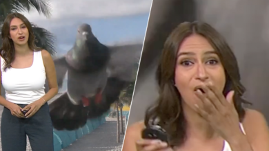 paloma asusta a meteoróloga durante transmisión en vivo