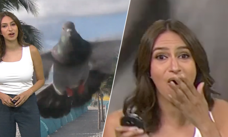 paloma asusta a meteoróloga durante transmisión en vivo