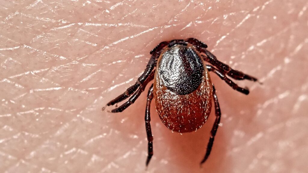 por qué a ciertas personas le dura años los síntomas de la enfermedad de Lyme