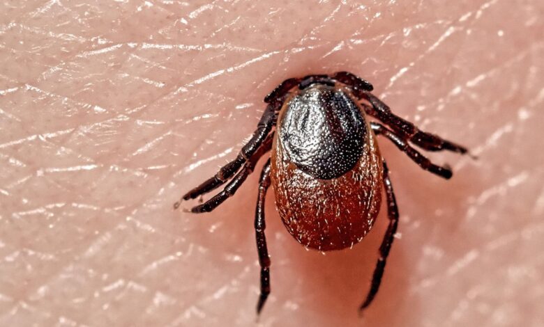 por qué a ciertas personas le dura años los síntomas de la enfermedad de Lyme