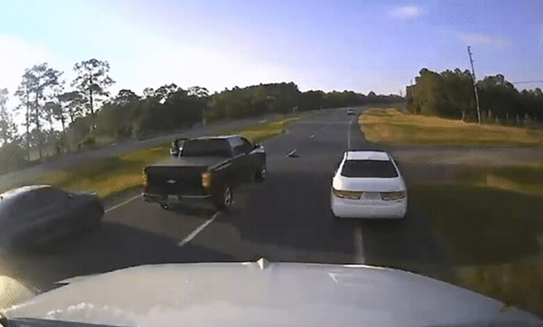 tortuga que cruzaba la carretera provoca choque en Florida