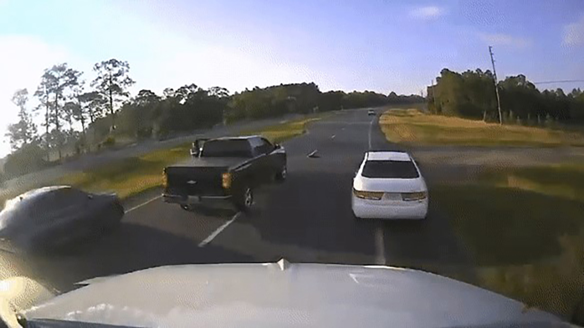 tortuga que cruzaba la carretera provoca choque en Florida