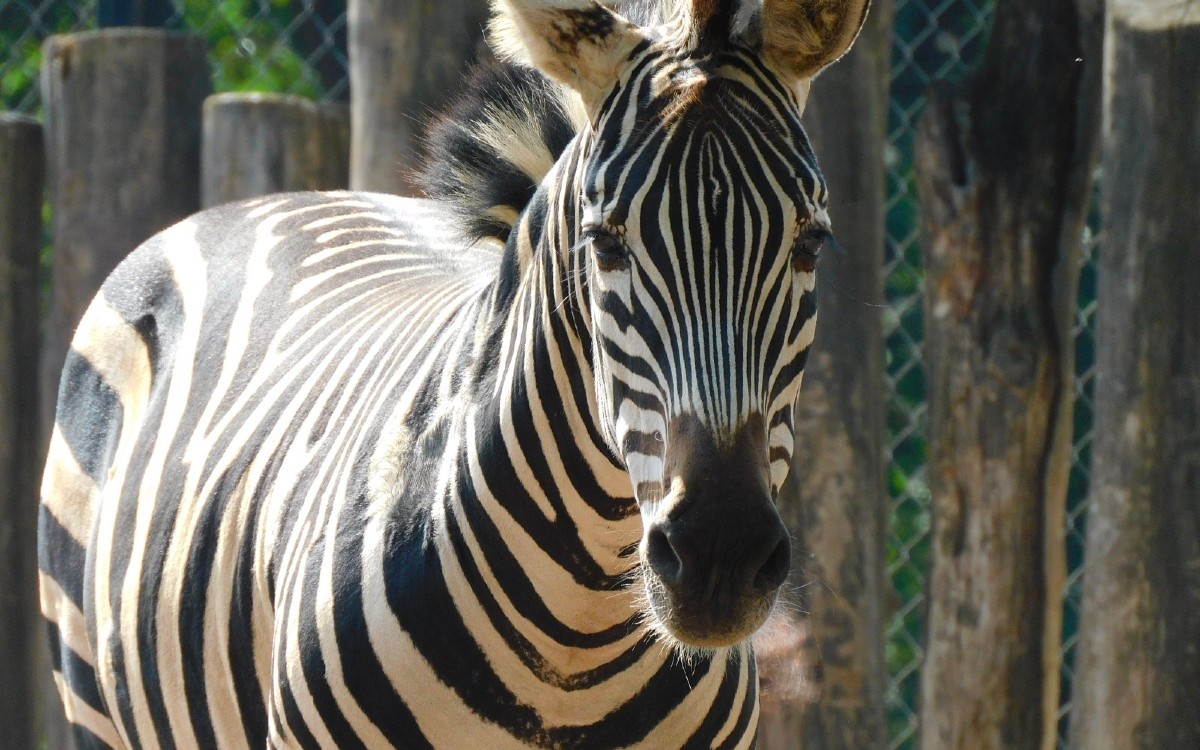 ¡Adiós, Karo! Fallece cebra del zoológico de Chapultepec
