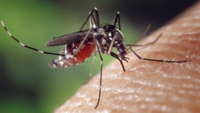 ¿Cuál jabón te hace más atractivo para los mosquitos? Un estudio comparó varios