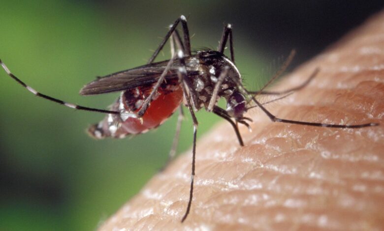 ¿Cuál jabón te hace más atractivo para los mosquitos? Un estudio comparó varios