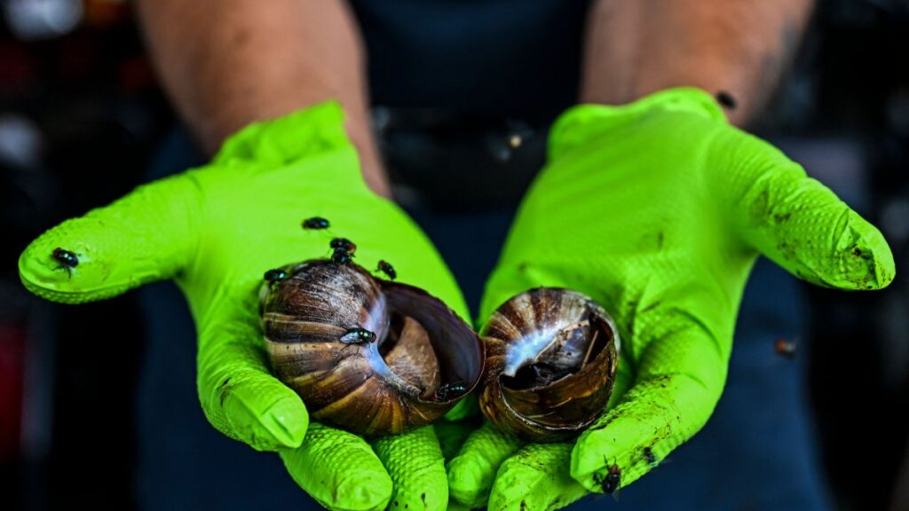 Detectan caracol gigante africano en el sur de Florida