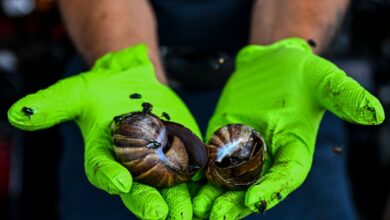 Detectan caracol gigante africano en el sur de Florida
