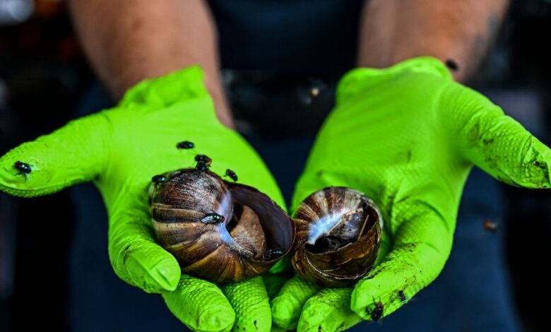 Detectan caracol gigante africano en el sur de Florida
