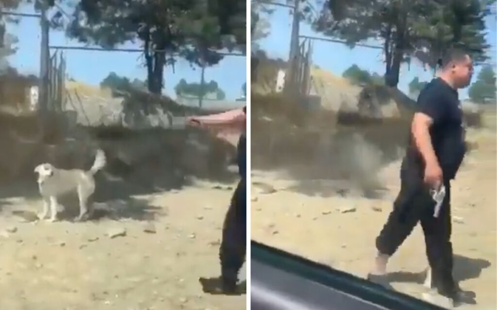 Acusan a excandidato del PVEM y a su hermano por presuntamente matar a perrito