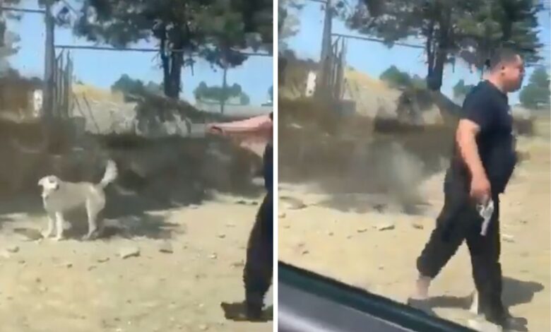 Acusan a excandidato del PVEM y a su hermano por presuntamente matar a perrito