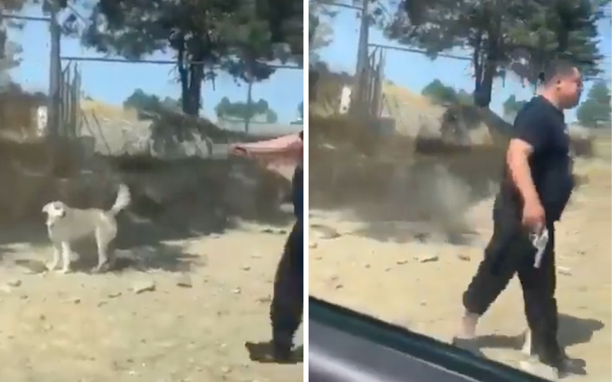 Acusan a excandidato del PVEM y a su hermano por presuntamente matar a perrito