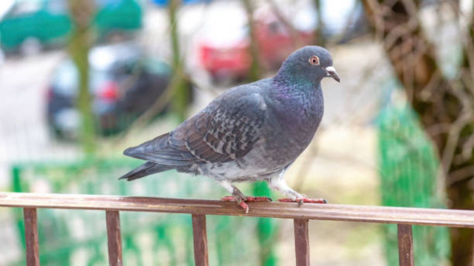 Adiós a las palomas de tu ventana o balcón con el trucazo casero que las alejará para siempre