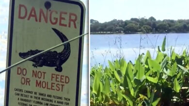 Adolescente logra llamar al 911 tras ataque de caimán en Florida