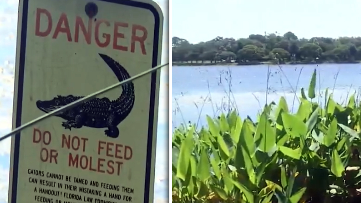 Adolescente logra llamar al 911 tras ataque de caimán en Florida