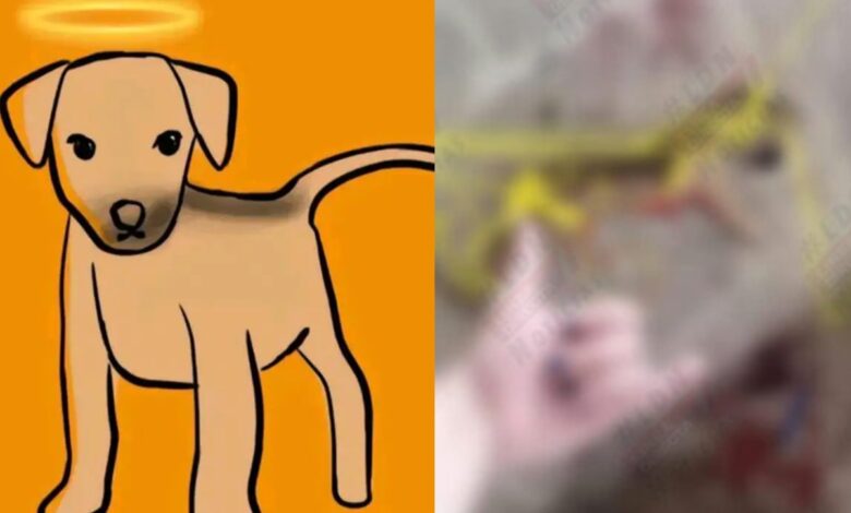 Adolescente que mató a perrito Huellitas recibirá atención psicológica en libertad