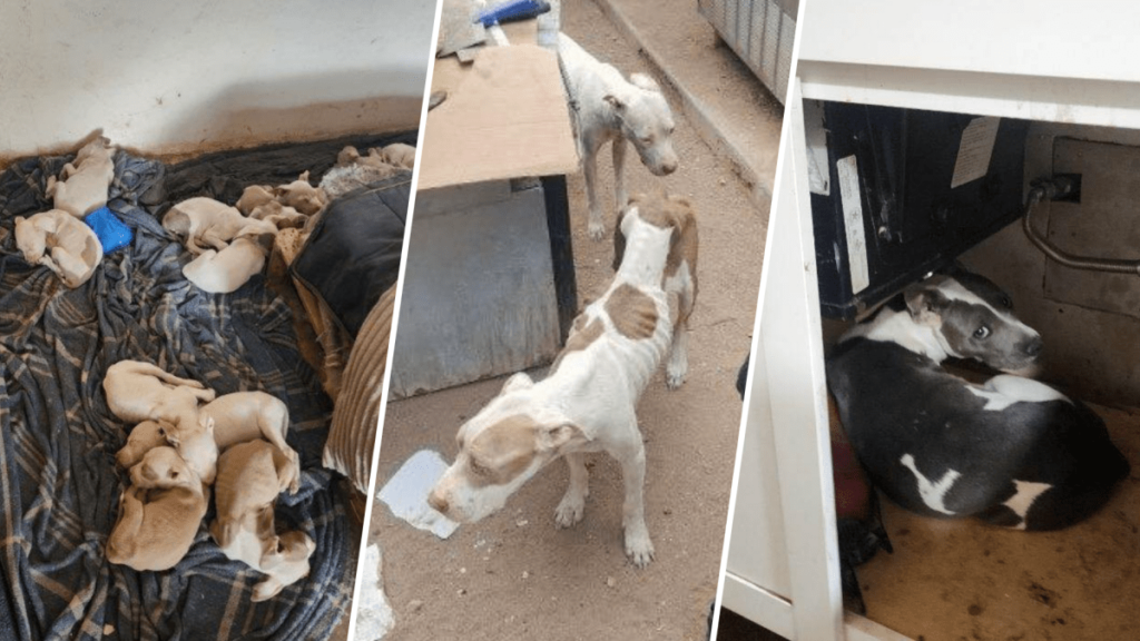 BCSO arresta a John López y a Mike López por abuso animal