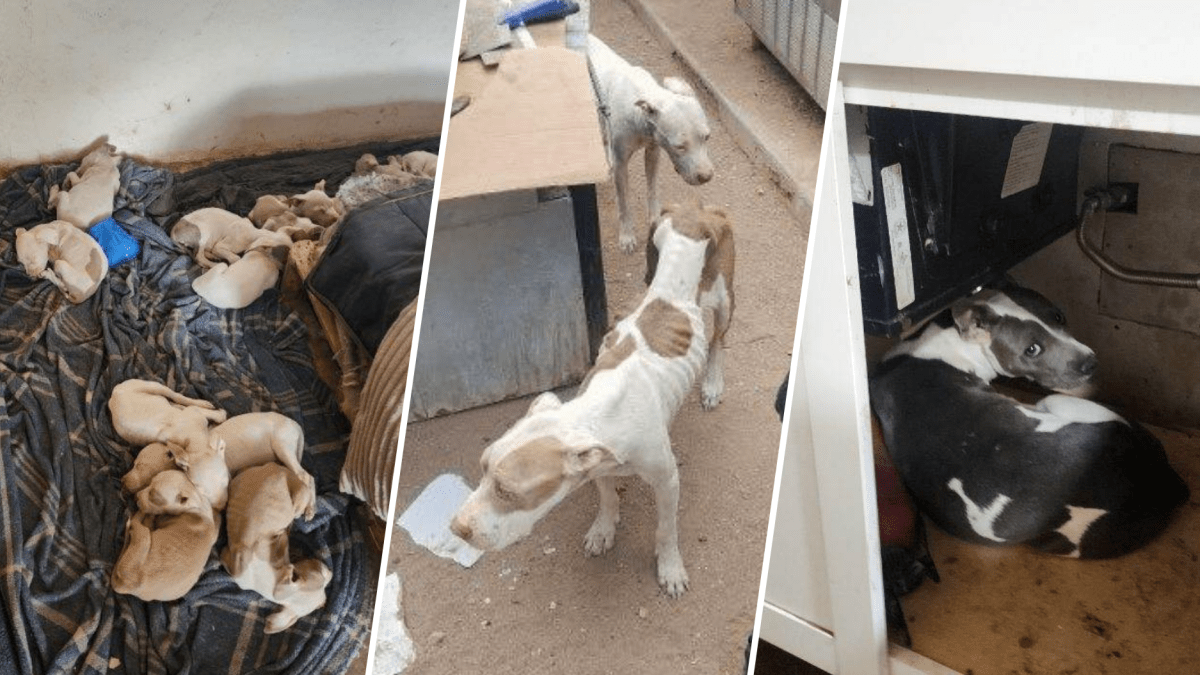 BCSO arresta a John López y a Mike López por abuso animal